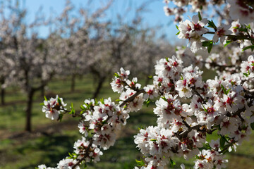 Closeup of white plum flowers on sunny spring day