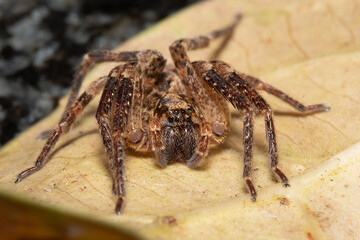 Araña