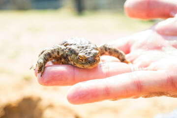 Frog in the mens hands