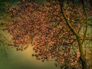 autumn leaves in the sun