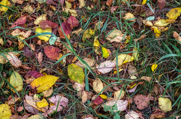 fallen autumn leaves