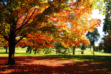 Naklejka premium Trees shows a Brilliant Autumn Hue