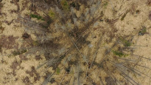 Wood aerial bark beetle drone pest Ips typographus dead spruce tree infested and attacked by the European spruce quadcopter view flying fly flight show, cutting deforestation caterpillar dead