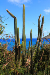 Hiking trail to Colombier Beach, Saint Barthélemy, French West Indies | Caribbean sea and cacti