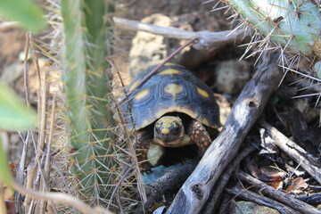 Hiking trail to Colombier Beach, Saint Barthélemy, French West Indies | Red-footed tortoise (Chelonoidis carbonaria)
