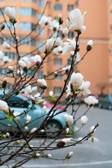 Early spring in the city. The first buds on magnolia
