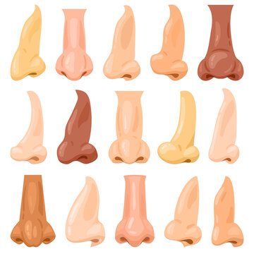 Cartoon human noses. Human face anatomy breathing organ, man or woman face part vector illustration set. Various human noses