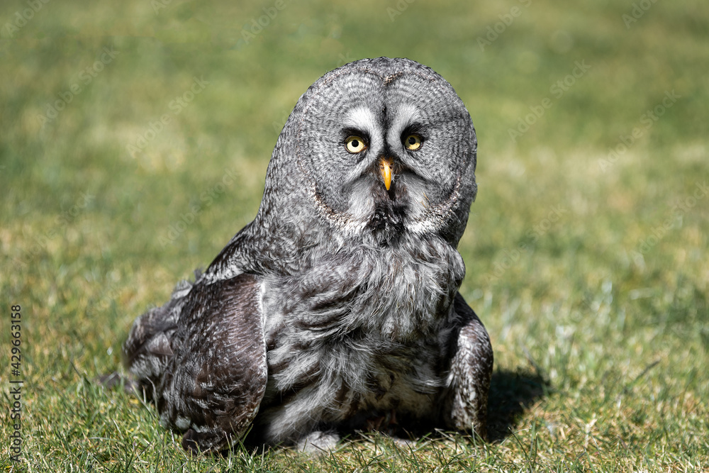 Aufkleber a great grey grey owl standing on grass and looking forward with eyes wide open