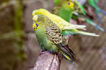 Parrots are sitting on a tree branch. The bird is sleeping.