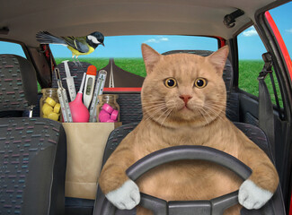 A reddish cat drives a car on the highway. A paper bag with medicines is next to him.