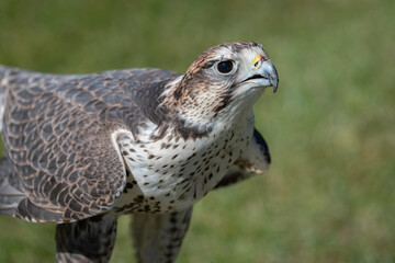 close up portrait of a saker falcon as it stands on grass and points its head up looking intensely 