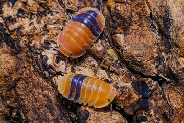 Isopod - Cubaris amber ducky, On the bark in the deep forest, macro shot isopods.