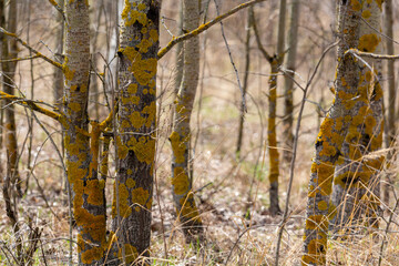 Disease of trees. Orange growths on the bark of trees.