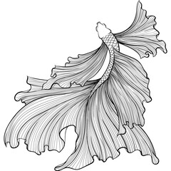 Betta fish or Siamese fighter fish top view in hand drawn line art style. Decorative goldfish veiltail. Illustration isolated on white background. Tattoo art design, coloring book page © ennona