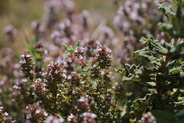 fleur de printemps