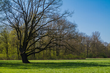 Frühling in Hermann-Löns-Park Hannover