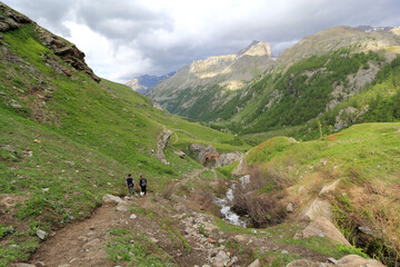 Fototapeta na wymiar Alpine path meadow in the mountains
