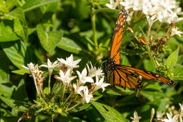 A Monarch butterfly at Leu Gardens in Orlando, Florida.