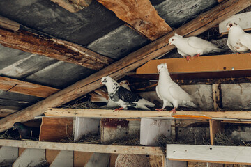 Pigeons in a wooden pigeon