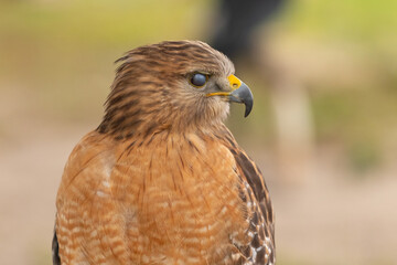 Red Shoulder Hawk at the Avian Reconditioning Center in Orlando, Florida.