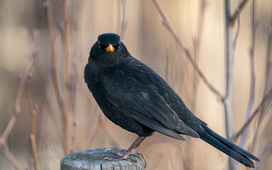 Common Blackbird male close up