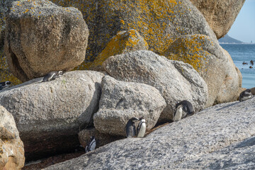 African Penguin at Boulders Beach near Simons Town on the Cape Peninsula