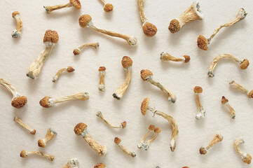 Micro-dosing concept. Psilocybin mushrooms isolated on ivory background. Psychedelic trip, magic...