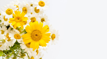 Yellow and white daisies designed on white surface with large copy space