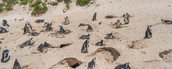 African Penguin at Boulders Beach near Simons Town on the Cape Peninsula