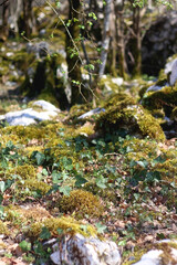 Moss growing on the rocks in a beautiful forest. Selective focus.