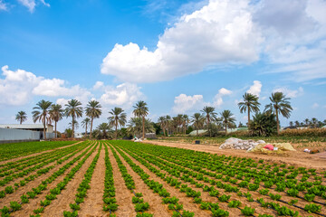 Fototapeta na wymiar Farm in Qatif 