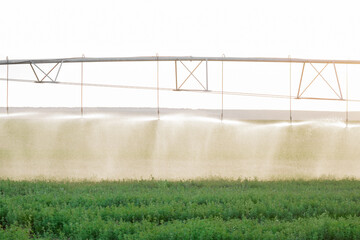 Watering a field with a sprinkler at sunset.