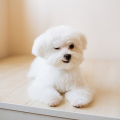 Portrait of a cute white long-haired Maltese. The puppy is 4 month old on the picture.