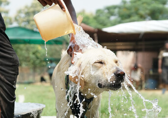 rescued labrador retriever is washed with a cold water in hot summer