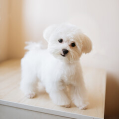 Portrait of a cute white long-haired Maltese. The puppy is 4 month old on the picture.