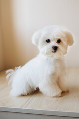 Portrait of a cute white long-haired Maltese. The puppy is 4 month old on the picture.