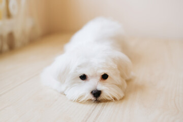 Portrait of a cute white long-haired Maltese. The puppy is 4 month old on the picture.