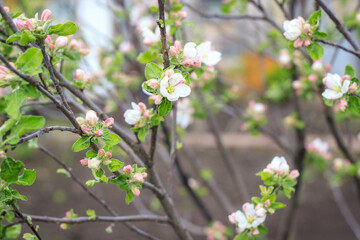 Blooming apple tree in spring time and black soil on background. Close up shot of white flowers