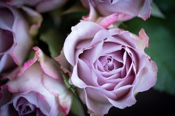 Macro of a pastel purple rose from above with space for text. Top view of rose flowers on dark background