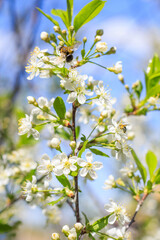 Spring blossom flower on bright blue sky background. Macro cherry blossom tree branch with bees