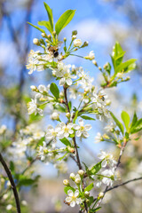 Spring. Bees collects nectar from the white flowers of a flowering cherry on a blurred natural back