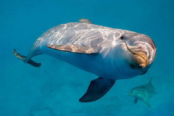 Dolphins underwater, one very close to the camera