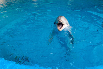 One dolphin in the surface of a pool with the mouth open