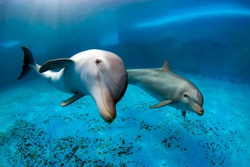 Fototapeten Two bottlenose dolphins swimming in a pool. Underwater shot © nicolas