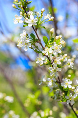 Spring. Bees collects nectar from the white flowers of a flowering cherry on a blurred natural back