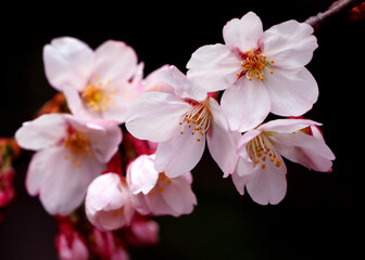 Fototapeta na wymiar Real pink sakura flowers or cherry blossom close-up.