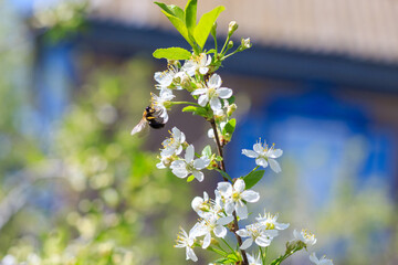Spring. Bees collects nectar from the white flowers of a flowering cherry on a blurred natural back
