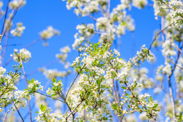 Spring blossom flower on bright blue sky background. Macro cherry blossom tree branch with bees