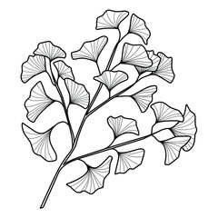leaves, branches of ginkgo biloba, simple doodle illustration, coloring, natural print