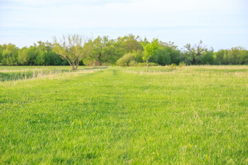 Soft young grass on a meadow in the morning sunlight
